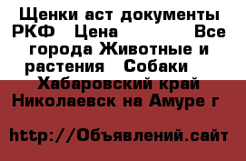 Щенки аст документы РКФ › Цена ­ 15 000 - Все города Животные и растения » Собаки   . Хабаровский край,Николаевск-на-Амуре г.